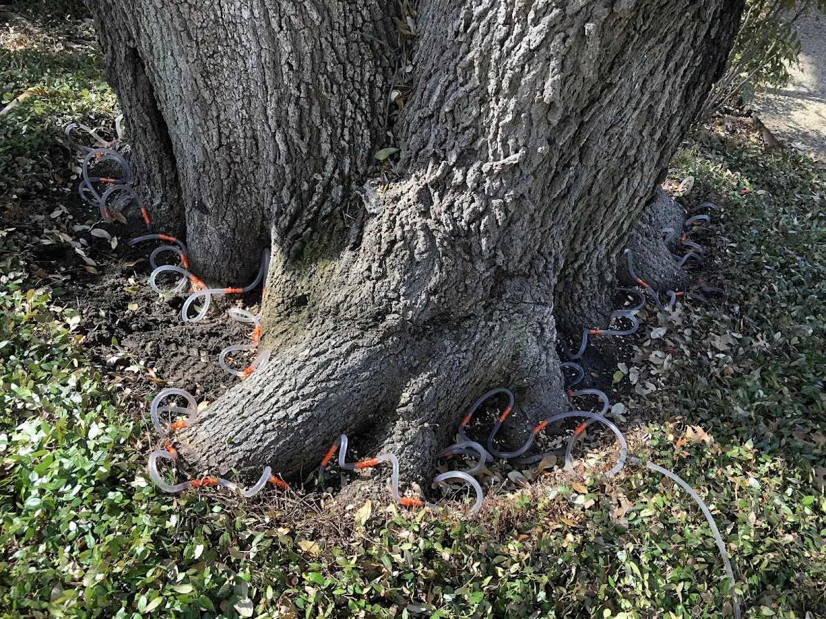 Detailed Tree Cabling and Bracing job site in Pinckneyville