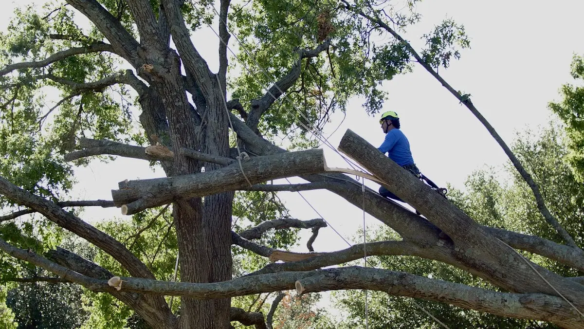 Professional Crown Thinning performed by certified arborists in Pinckneyville