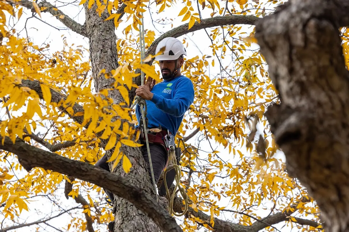 Skilled Tree Pruning crew working in Pinckneyville
