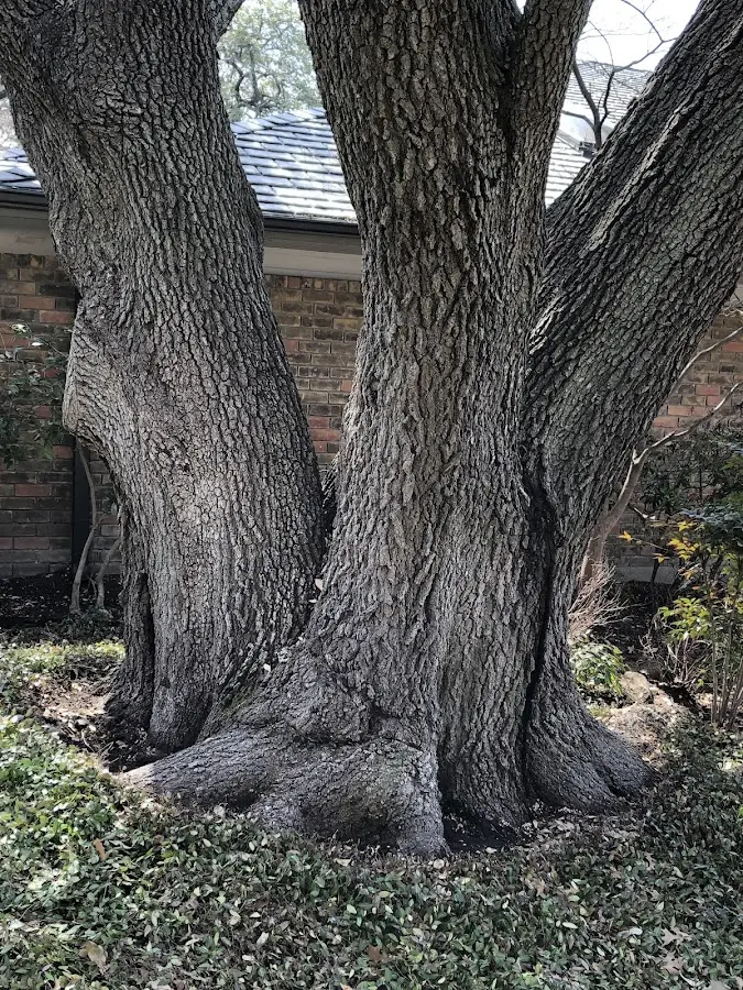 Mature heritage tree close to a Pinckneyville property cared for by certified arborists